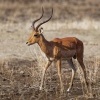 Impala - Aepyceros melampus o5082